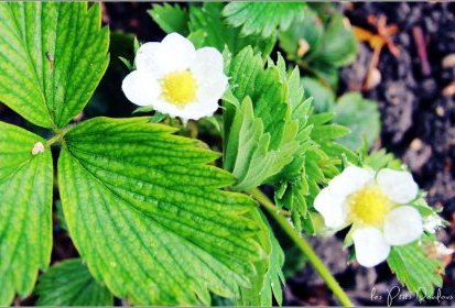 fleurs de fraisier
