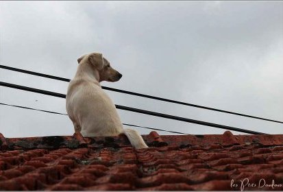 Santa Cruz - chien de "guet"...