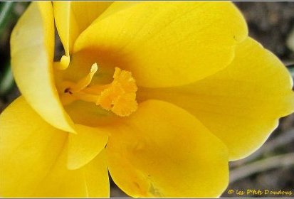 crocus