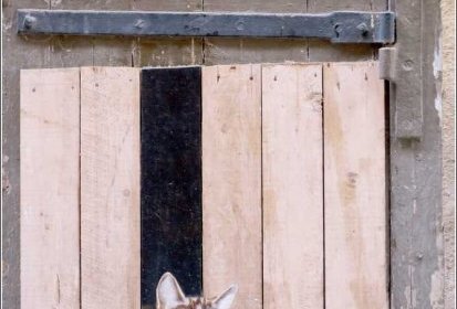 les chats de Troyes
