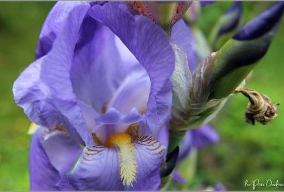 Iris