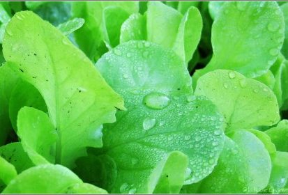 Jeune salade d'hiver