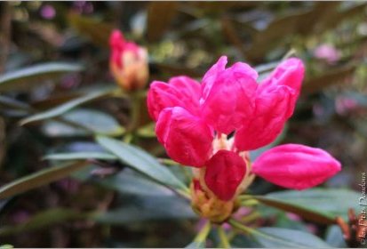 Rhododendron - Jardin Botanique Jean-Marie Pelt
