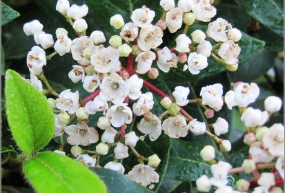 viburnum tinus (laurier tin) en fleurs
