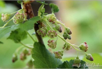 Cassissier en fleur