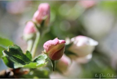 Fleurs de pommier