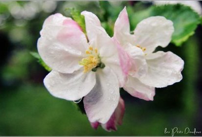 fleurs de pommier