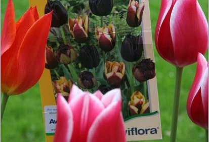 Ce devait être une tulipe "noire"