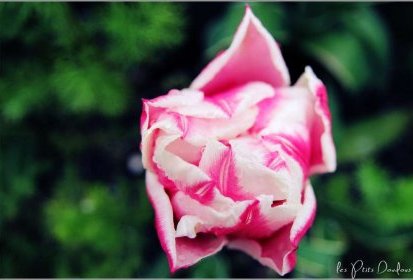 tulipe