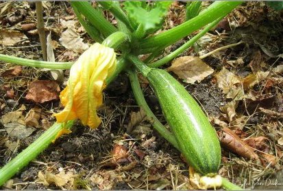 Courgette