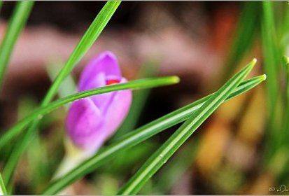 Crocus