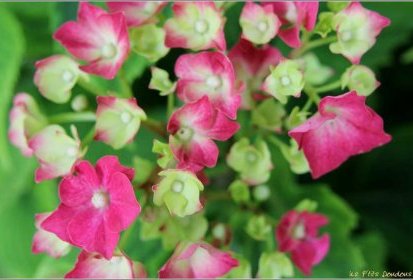 Hortensia