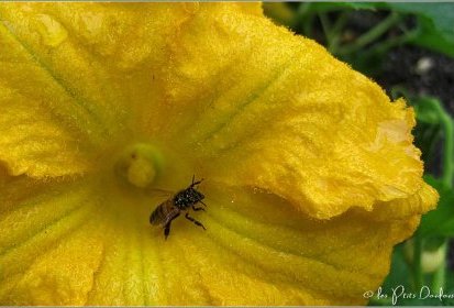 au coeur de la fleur de citrouille