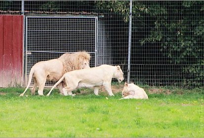 Lions blancs