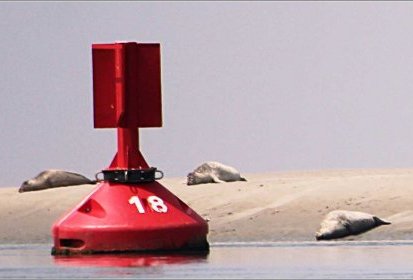 Entre le ciel et l'eau : le sable et les phoques