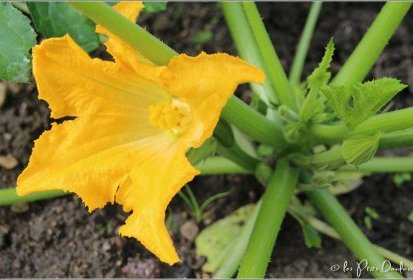 fleur de courgette