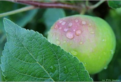 Pomme