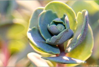 Sedum