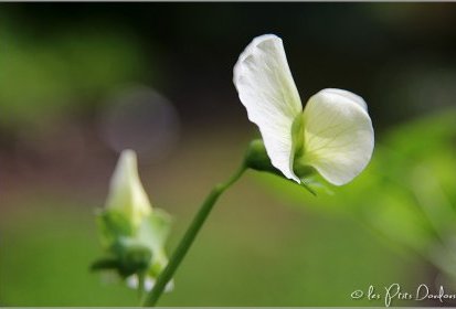 Fleurs de petits pois