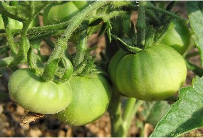 Tomates de Marmande