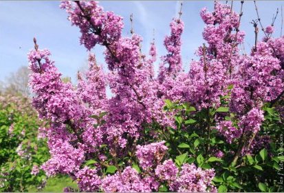 Lilas - Jardin Botanique Jean-Marie Pelt