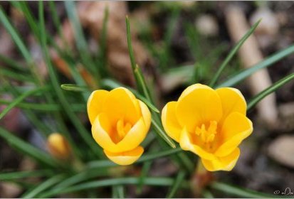 Crocus