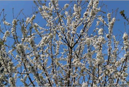 Cerisier en fleurs