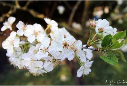 Cerisier en fleurs