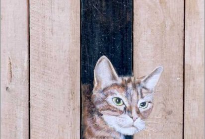 les chats de Troyes