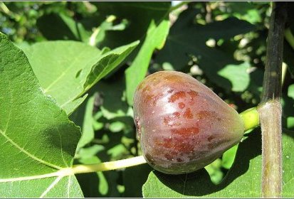 Figues, le retour...