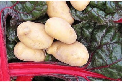 Poirée & Pommes de terre