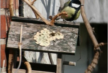 Mésange