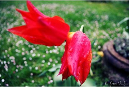 tulipes