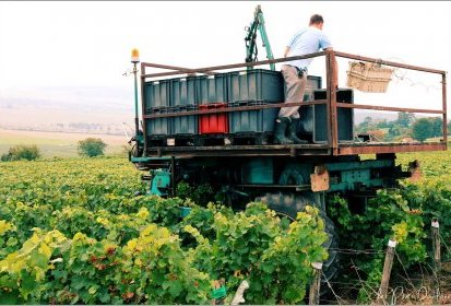 le temps des vendanges