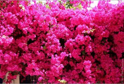 Poros - Bougainvillier