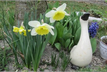 le canard a repris sa place pour la belle saison