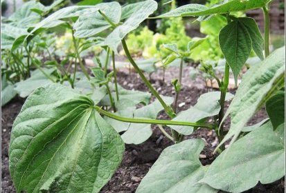 Haricots verts