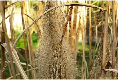 miscanthus sinensis