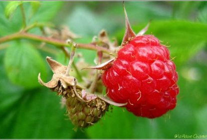 Framboise