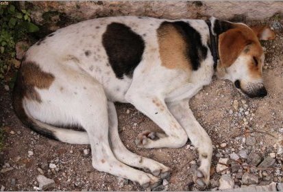 Chien à Epidaure