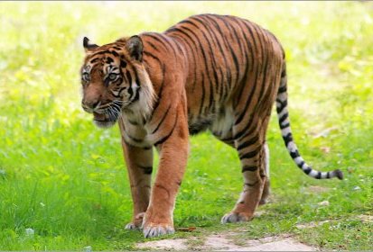 Tigre
