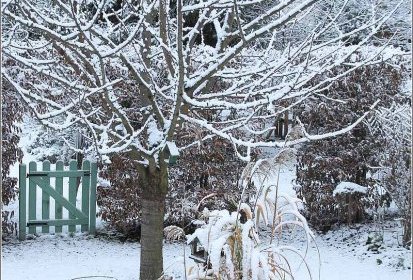 Première neige dans le jardin