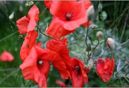 Coquelicots ... mouillés