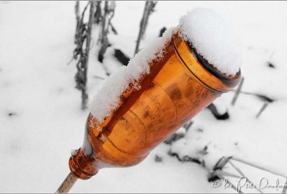 "Fleur persistante" ?