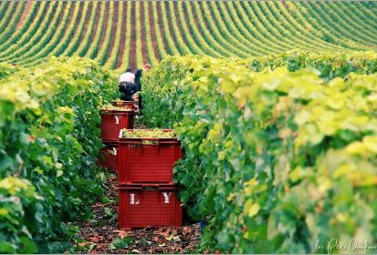 le temps des vendanges