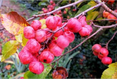 C'est l'Automne !... pommier Evereste