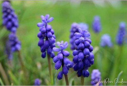 Muscari
