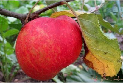 Couleurs d'automne