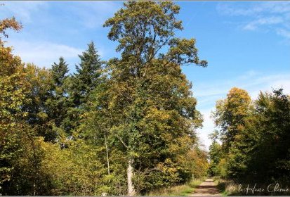 Forêt de Haye