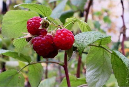 Framboises du 18 novembre...